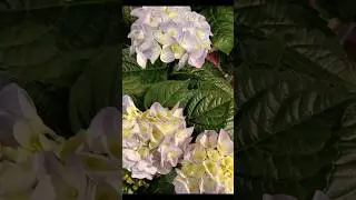HYDRANGEA SEASON! LOVED!
