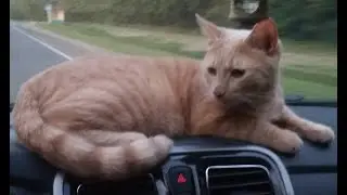 P&N-cat. Part 2. Agent Naf