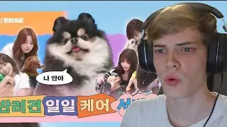Le Sserafim - Leniverse: Dog Petsitter One-Day Pet Care Service | REACTION