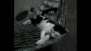 Khmer cat sleeping on hammock