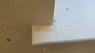 Acrobat Ants Get Cold Too