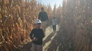 🎃Explore in Mini Corn Maze| Maize in th City, Thornton CO.
