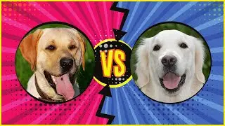 Labrador Retriever VS. Golden Retriever ▶︎ Der Vergleich ✅
