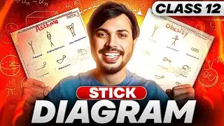 Yoga Stick Diagram FREE PDF 🔥 Score 100/100 Physical Education Class 12 Boards 2024-25 #class12