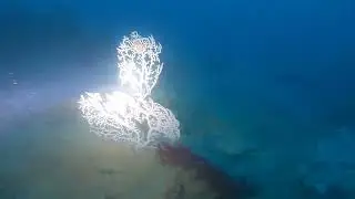 SCUBA DIVE CALAFURIA 16-11-24