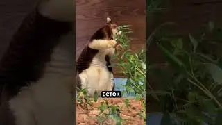 Древесный кенгуру 🌲 Кенгуру, Который Лазит по Деревьям?