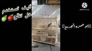 فائدة خل تفاح للريش البلبل وكيف تستخدمه بصوره صحيحه