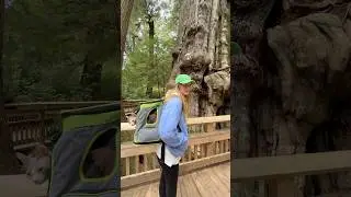 I Took My Cat Hiking&hellip;FAIL🥾 #shorts #pets #cats #sphynx #travel