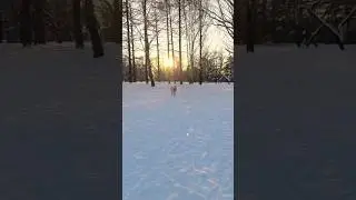 женщина против ИИ 🤣   @Spoontamer #cat #dog #pets #live #life #жизнь #rils #love #юмор #humor #funny