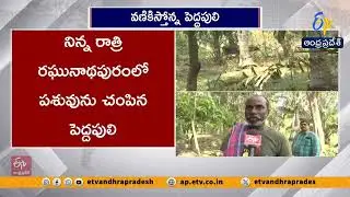 తూర్పుగోదావరిలో పెద్దపులి సంచారం | Tiger Terror in East Godavari | Villagers Panic