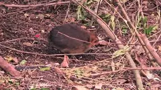 A baby brush turkey 