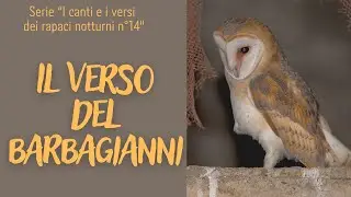 Il verso del Barbagianni Serie i canti e i versi dei rapaci notturni n&deg; 14 #barnowl