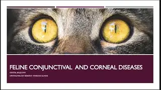 All you need to know about Feline Ophthalmology with Dr. Crystal Boles