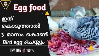 How to make Egg food | budgies egg food making |Love birds food | protein food |love bird Malayalam
