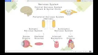 Nervous system for students of yoga course