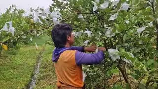EXTRAORDINARY GUAVA FRUIT BAGGING CARE: SECRET TIPS EVERY FARMER MUST KNOW!  -Agriculture Farming