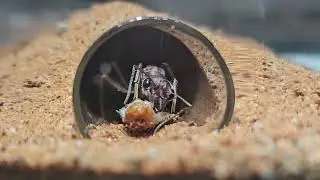 Myrmecia queen filling up on protein to lay more eggs :)