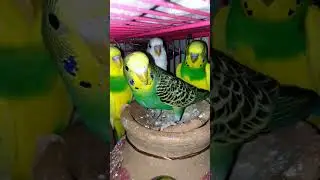 group of budgies#shorts#budgiesbreeding #winterbirds #australian #parrot