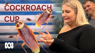 Outback Australia's annual cockroach cup, where the winner gets eaten 🏁🐞🍽🤢 | ABC Australia