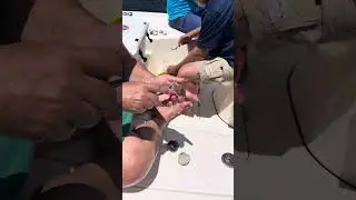 How to Clean a Scallop @Florida&rsquo;s Sports Coast