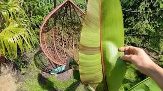 Bananowiec Musa Sikkimensis Red Tiger. Uprawa w ogr&oacute;dku 👋 Ogr&oacute;dek przydomowy