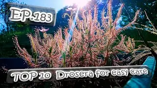EP.183 Топ-10 росянок, за которыми легко ухаживать (Топ-10 росянок, за которыми легко ухаживать)
