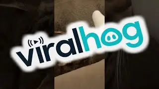 Feline Gives Stank Face After Smelling Sock || ViralHog