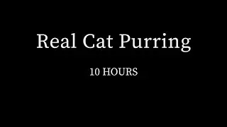 Real Cat Purring 10 Hours | Black Screen for Sleep & Relaxation