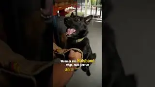 🐾🚓 Angelo & sein Polizeihund &ndash; Ein starkes Team bei der Stadtpolizei St.Gallen 💙🐶