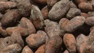 The facility trying to save chocolate&rsquo;s future