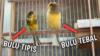KENARI BULU TEBAL LEBIH BAGUS DARI BULU TIPIS❓CARA MEMBEDAKANNYA