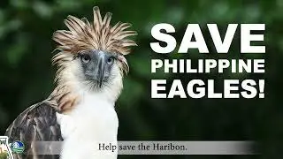 Philippine Eagle