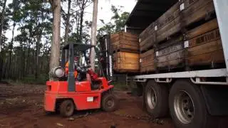 Southern Forests SEED Program - Amazing Apples