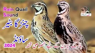 Chinrga batair ke Awaz (Rain quail sound 2024) #rainquailsound #quailsound #batairkiawaz