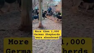 More than 1,000 German Shepherds were abandoned #germanshepherd #gsd #doberman #puppy #pets