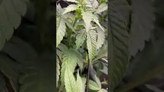 Coming together good✅ #trending #viralvideo #cannabiseducation #music #shortvideo #shortsvideo #fyp