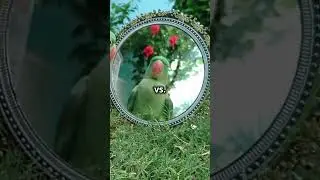 Mirror, Mirror: Pets' Adorable Reactions! 🐾 #cats #dogs #pawfect #pets #petslover