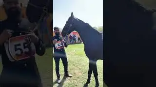 Team Gujarat horse show black filly #shorts #trending