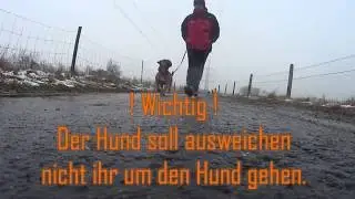 Führtraining für Hunde - Leinelaufen mit Continental Bulldog Bruce [DLS-TV]