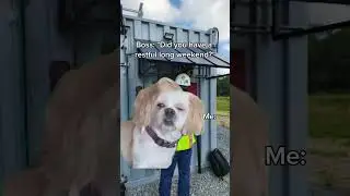 #work #boss #manager #longweekend #backtowork #office #dog #reels #memes