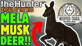 RARE Musk Deer + DIAMOND Moose!! - Call of the Wild
