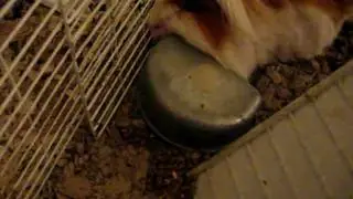 guinea pig tips then flips food bowl