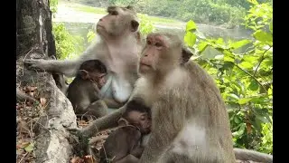 Monkey Daisy -Violet Mama Monkey And Spring Mama Monkey in Amber Group, March 6,2022/U-Share Mk179
