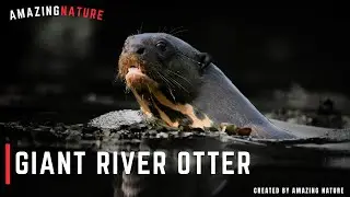 How GIANT OTTERS Excel in Their Watery Realm ?