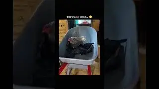 Faster than 5G... 😂🐔🥚  #funnyshorts #funny#trytolaugh #fun4fun