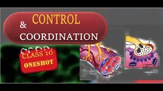 Class 10 Biology | Control and Coordination - Animal Nervous System (Neuron Structure) | CBSE NCERT
