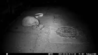 Happy Hedgepigs   2021-04-02