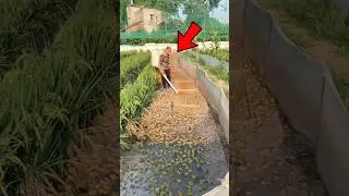 Frog Farming In China !! #shorts