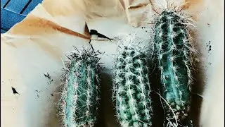 The Most Cold Hardy Columnar Cactus on Earth- Oreocereus celsianus | Salt Lake City, Utah (Zone 7b)