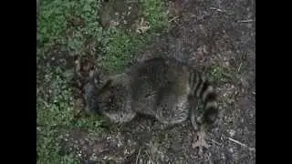 Processing, and cooking Raccoon